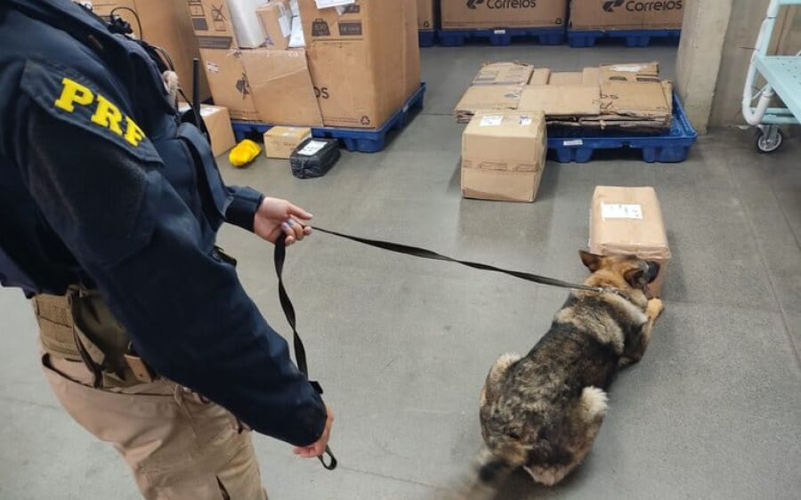 Cães de Faro da PRF encontram drogas em encomendas que iam para Estados do Norte e Nordeste