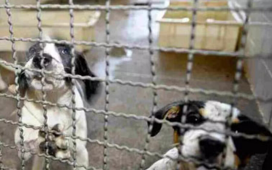Bonito fará varredura de animais soltos e  eutanásia em positivados para leishmaniose