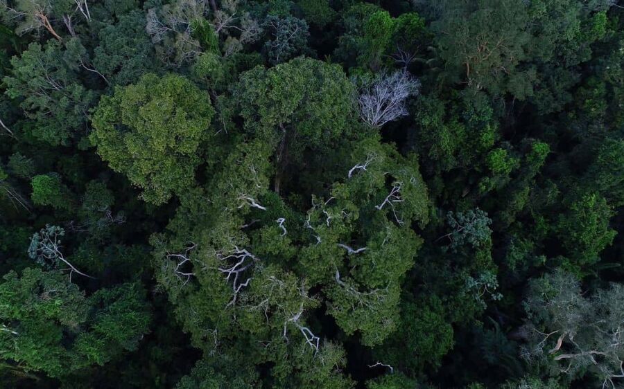 Campanha destaca luta de mulheres na defesa da  floresta amazônica