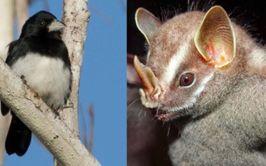 MS já tem uma espécie  regionalmente extinta e cinco estão em perigo crítico de extinção