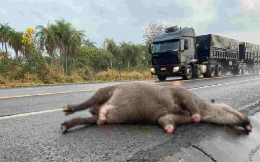 Prestação de socorro aos animais atropelados pode ser obrigatória em MS