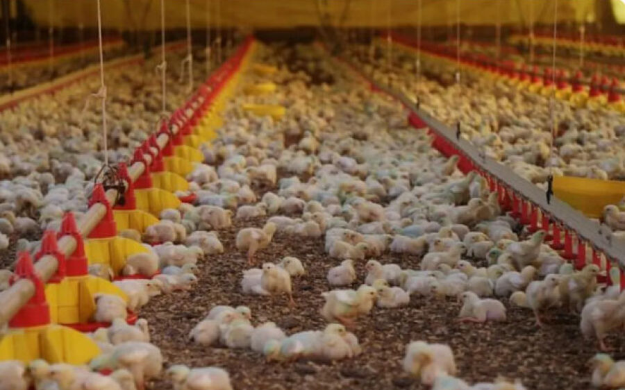 Japão retira embargo à importação de carne de frango de Santa Catarina