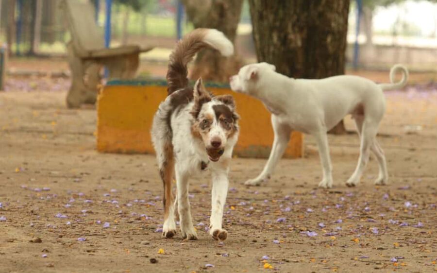 Governo cria grupo de trabalho para proteção dos direitos animais