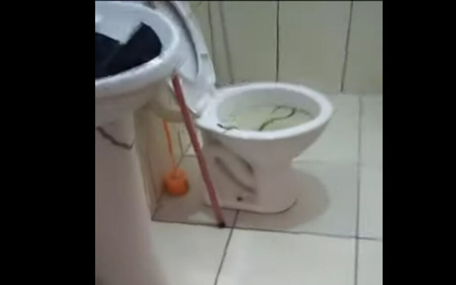 Moradora de Coxim tem insólita surpresa com Jararaca morando em vaso sanitário