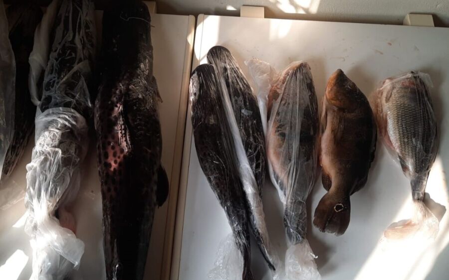 Polícia flagra comércio ilegal de pescado e apreende armas em residência