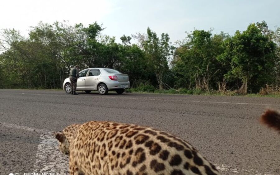 Polícia Militar Ambiental realiza barreiras educativas e reforça patrulhamento durante feriadão
