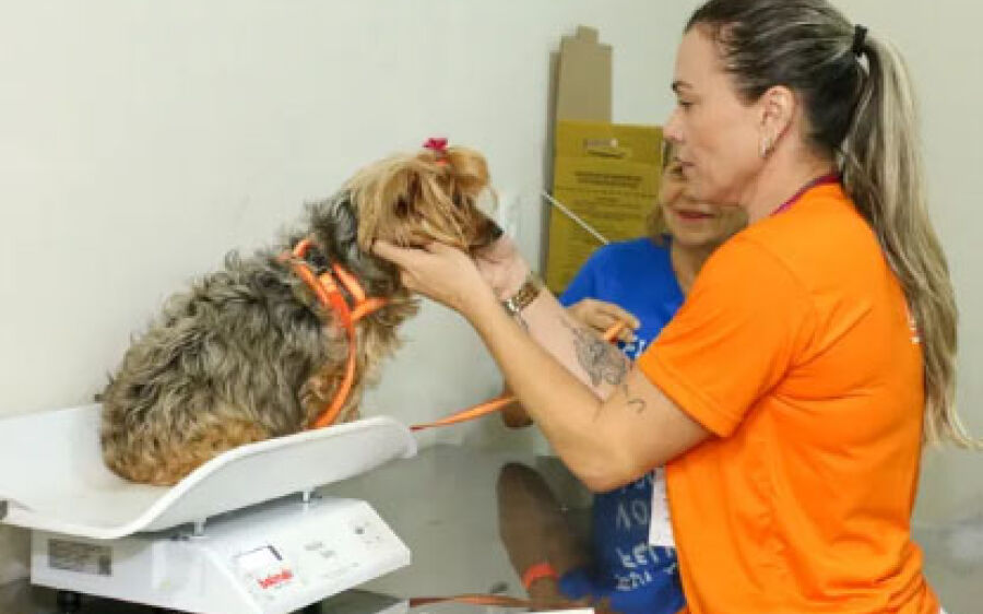 Anticoncepcional para cães e gatos pode causar fortes efeitos colaterais, alerta especialistas