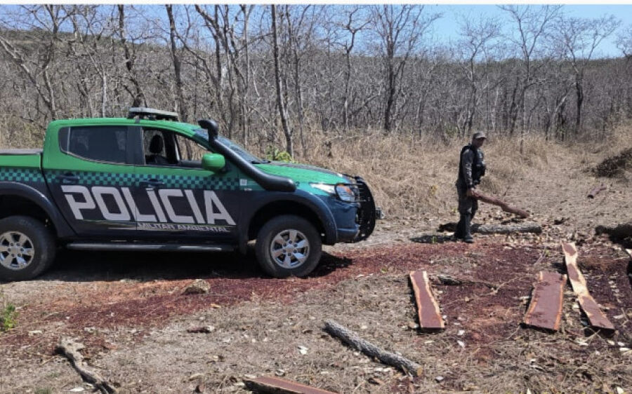 Produtor rural é autuado por exploração de árvores sem autorização