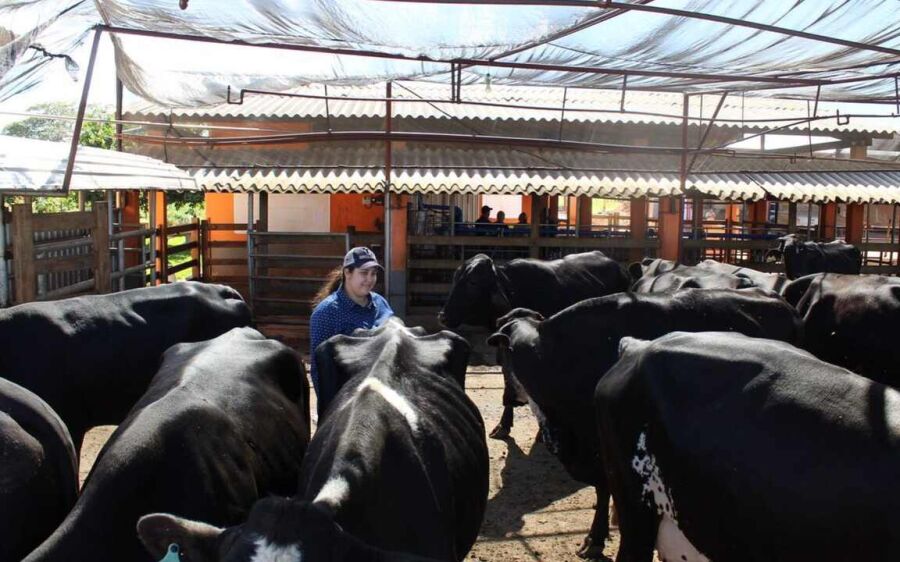 Onda de calor afeta animais e pode prejudicar produção de leite e aves no MS