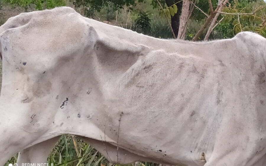 Pecuarista de Coxim é multado em mais de R$ 220 mil por maus-tratos a bovinos