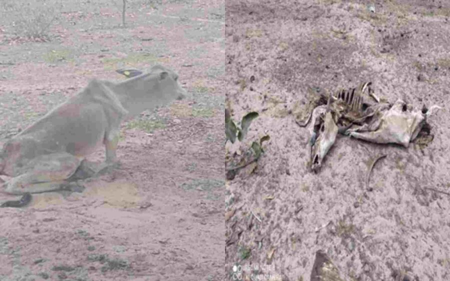 Proprietário rural de Coxim é autuado em R$ 226,5 mil por maus-tratos a animais