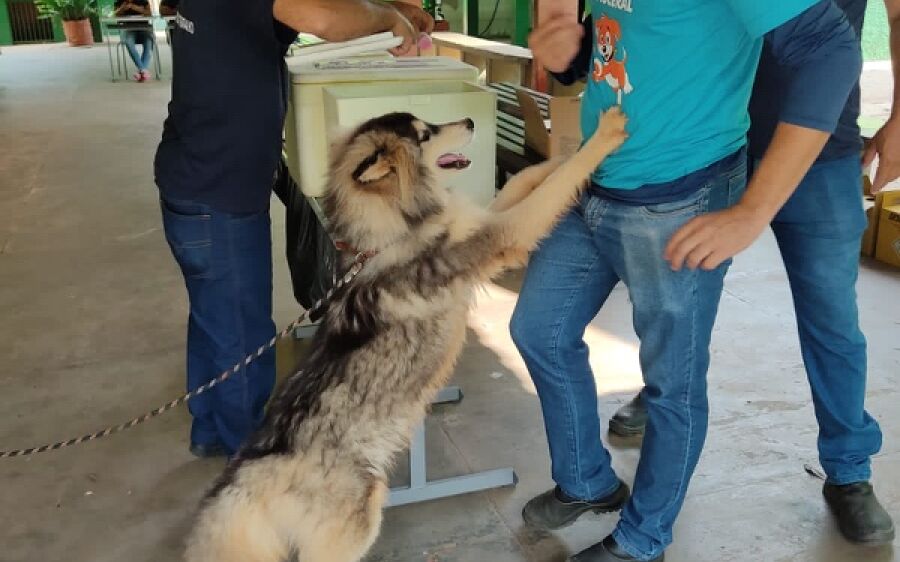 Coxim vacina mais de 8 mil animais  contra a raiva
