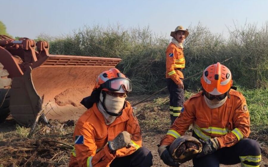 Com atuação no combate a incêndios florestais, Bombeiros também buscam por animais silvestres