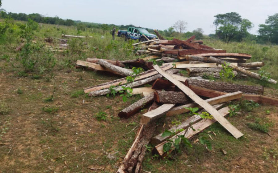 PMA autua proprietário de fazenda por corte  irregular de árvores  nativas
