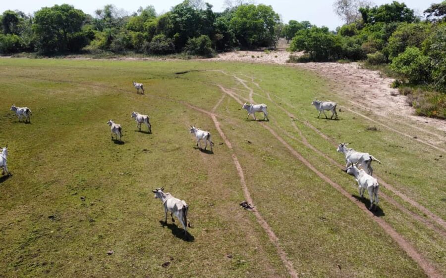 PMA de Rio Negro autua proprietário rural em R$ 231.000,00 por maus-tratos a animais