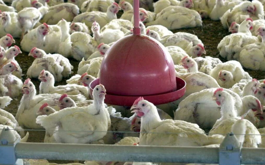 Governo federal envia R$ 2,5 milhões para combate à gripe aviária em MS