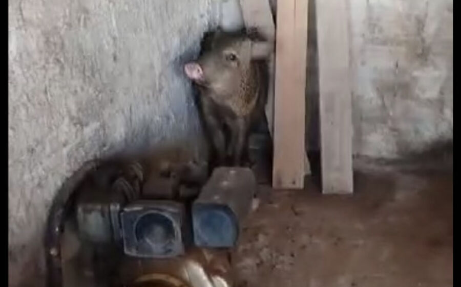 Cateto infringe limite de velocidade, corre pelas ruas da Silviolândia e invade casa