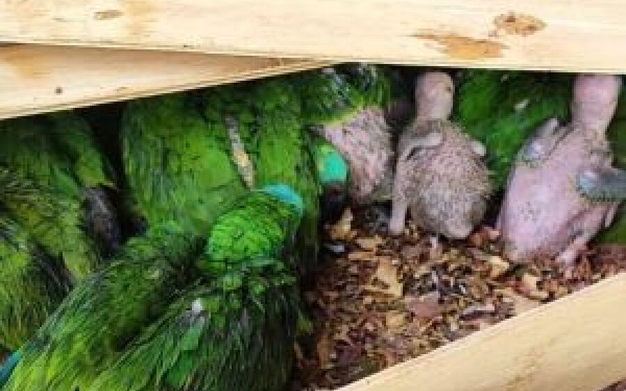 Dupla é presa com mais de 200 papagaios e  arara-azul em MS