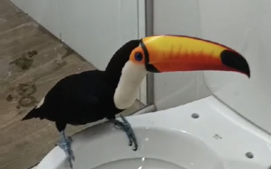 No Pantanal coxinense, tucano usa vaso sanitário em fábrica de gelo