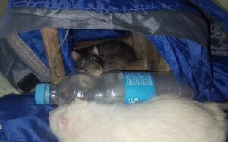 Ratos pantaneiros curtem ar condicionado em calorão de 40ºC em MS