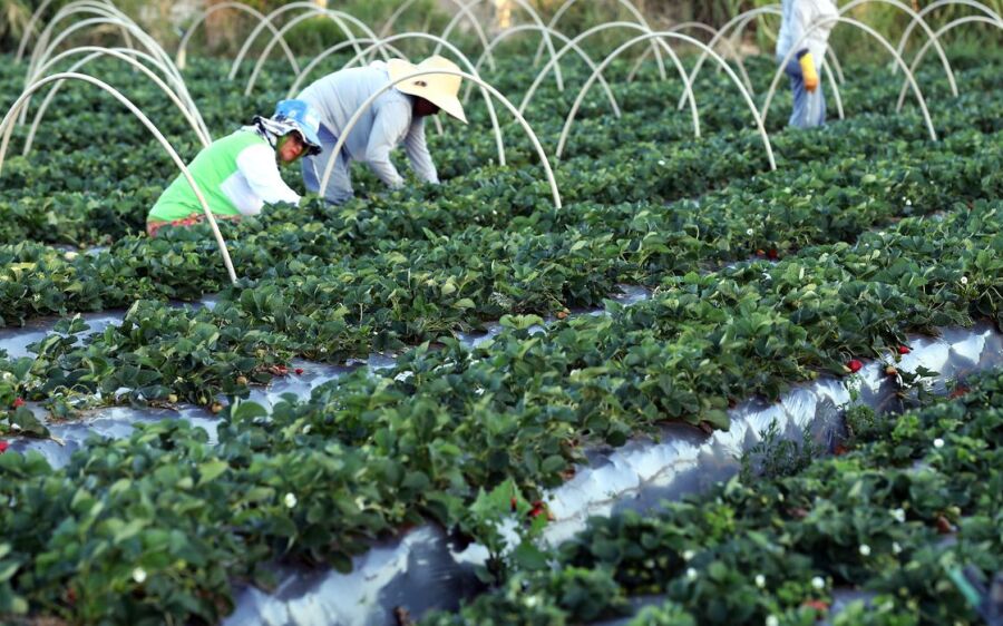 Plataforma do Desenrola renegociará dívidas de  agricultores familiares