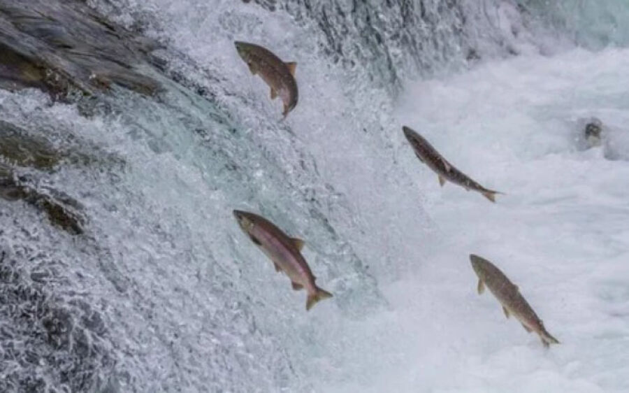 Sábado é o último dia com pesca liberada em MS no ano; no domingo dia 5, começa a Piracema