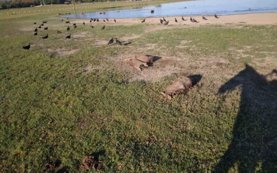 Capataz é preso por envenenar e matar a tiros nove capivaras em fazenda