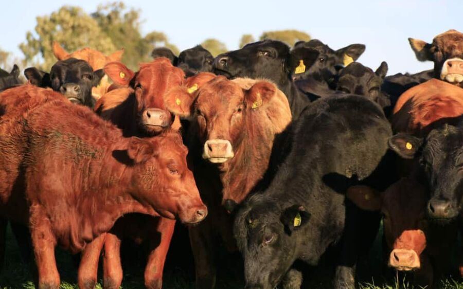 Embrapa mostra impacto de R$ 15 bi em geração de pesquisas em MS