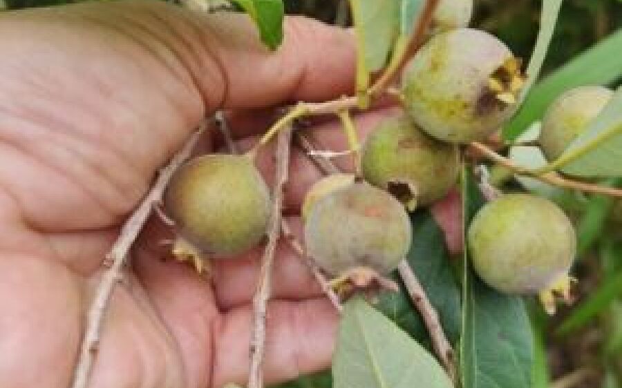 Fruto símbolo de MS, guavira é tema de seminário a ser realizado nesta semana