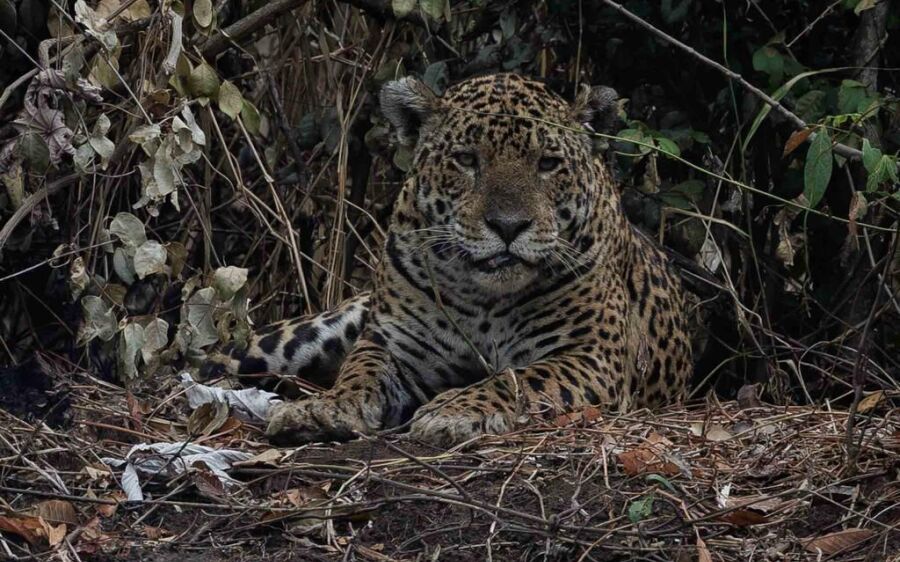 PMA e Grupo de Patrulhamento Aéreo utilizam helicóptero para resgatar animais feridos no Pantanal