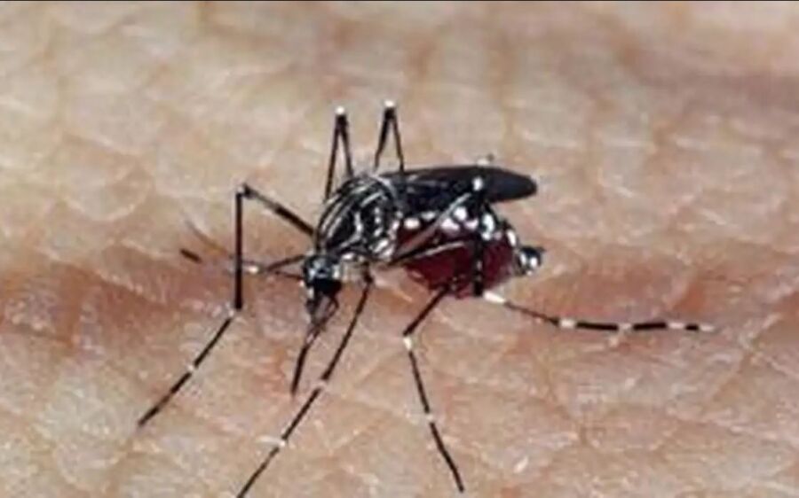 Profissionais de saúde alertam para ressurgimento do tipo 3 da dengue