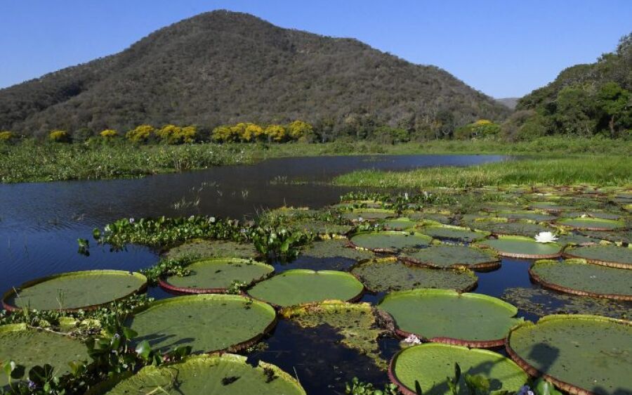 COP 28: Governo de MS vai a Dubai para fortalecer trabalho focado em meta do Carbono Neutro
