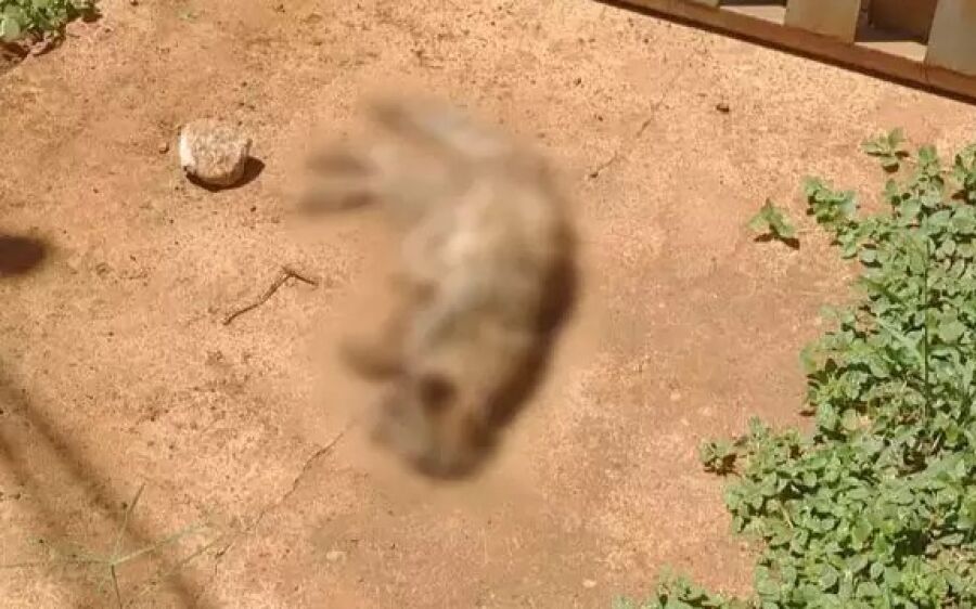 Pitbull mata quatro gatos e ataca mulher em Campo Grande