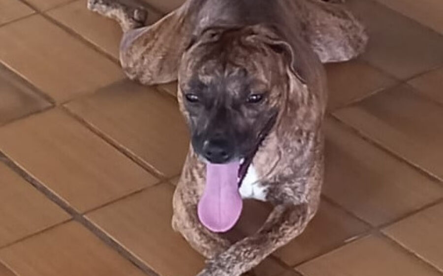 Em depressão, mulher procura por cachorro que desapareceu na zona rural de Coxim
