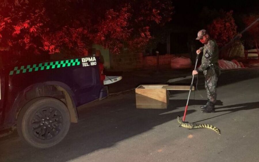 Jacaré é capturado em quintal de residência em cidade de MS