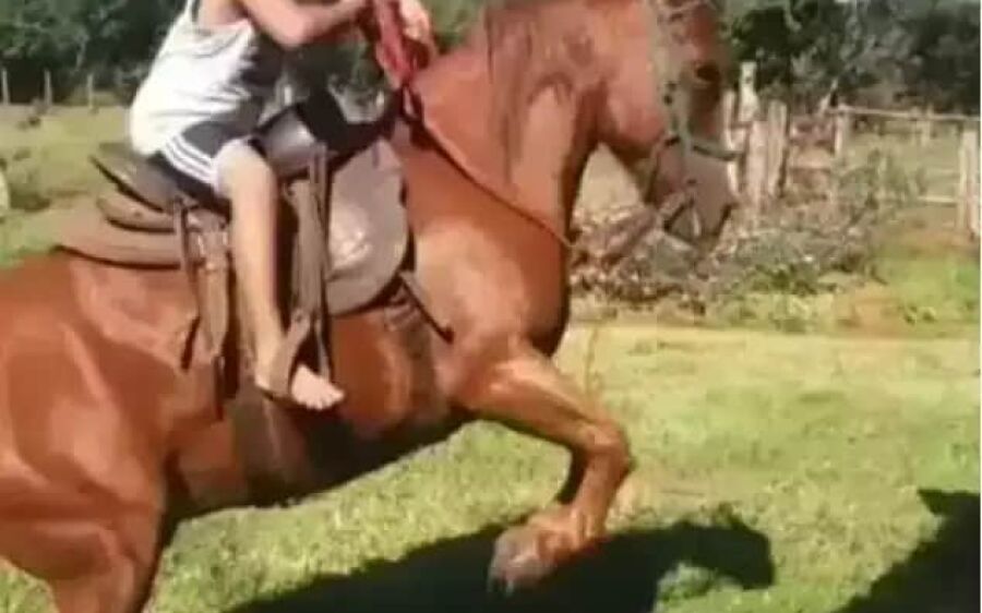 Família de garoto de dez anos nega que morte foi por picada de escorpião