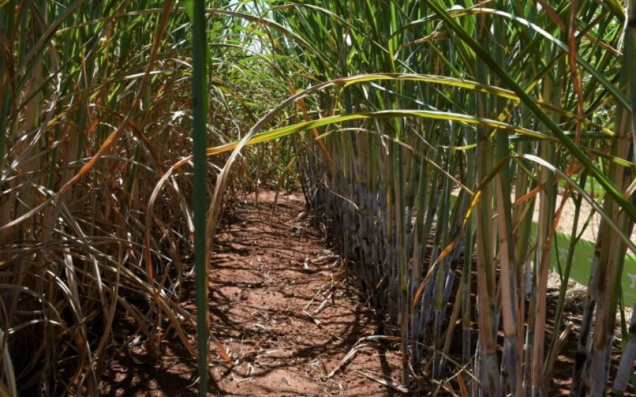 Usinas de etanol batem recorde de produção com apoio do Governo aos biocombustíveis