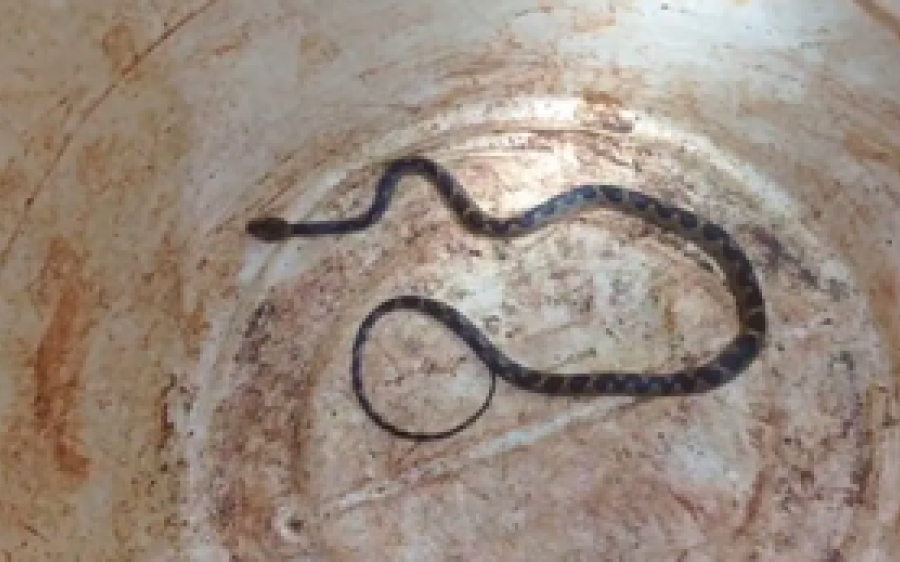 Rumo a Dourados, família  descobre serpente no  porta-malas após rodar mil km  