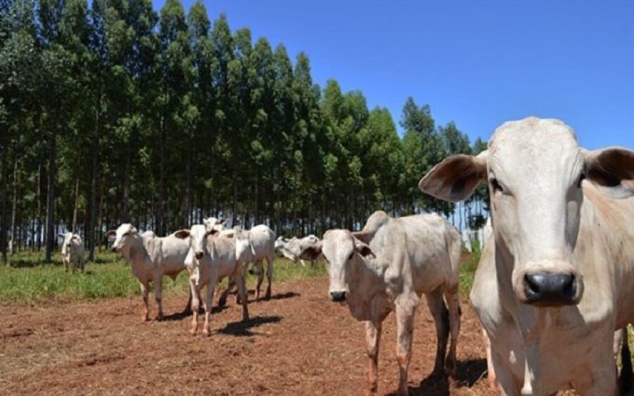 MS avança com abate de 1,3 milhão de cabeças e incentivo de quase R$ 117 milhões aos produtores