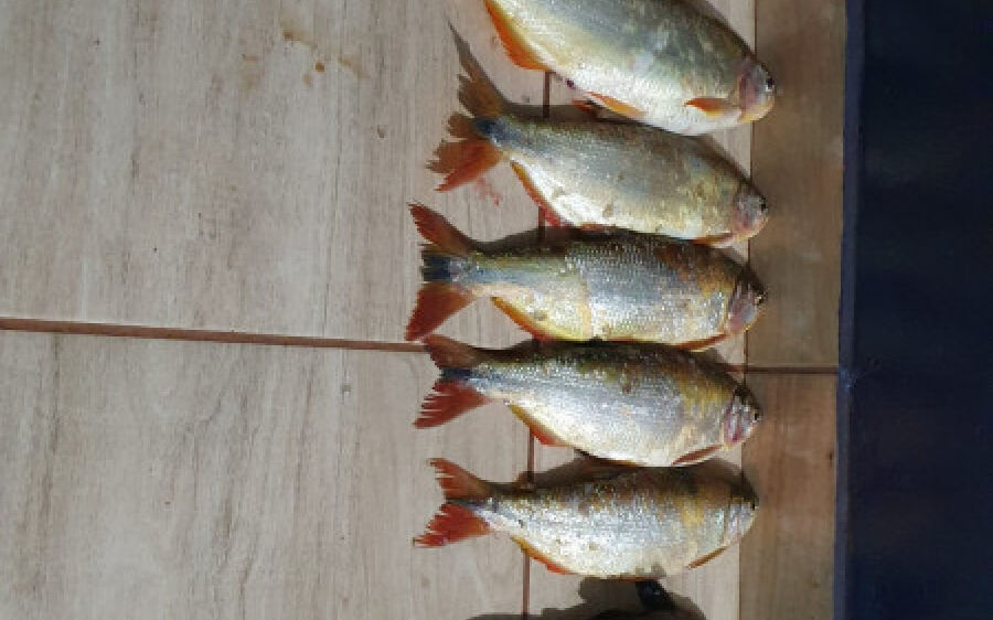 Polícia Militar Ambiental de São Gabriel do Oeste prende e autua homens por pesca predatória