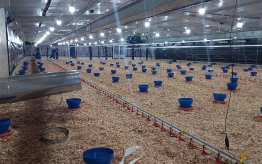 Frango Vida: incentivo a avicultura de MS garante mais de R$ 35 milhões aos produtores e ânimo 