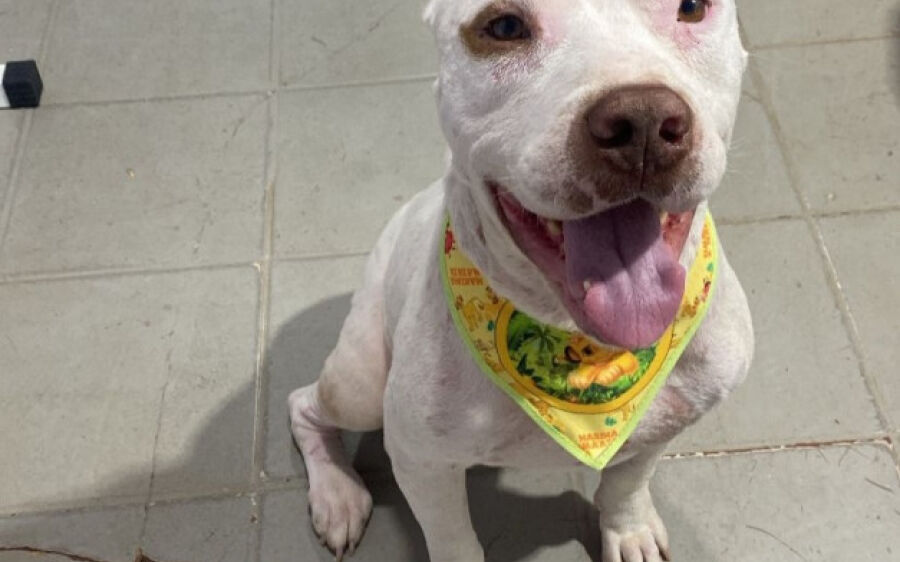 Após receber alta Pit Bull vítima de maus tratos é adotado pela PM de Costa Rica