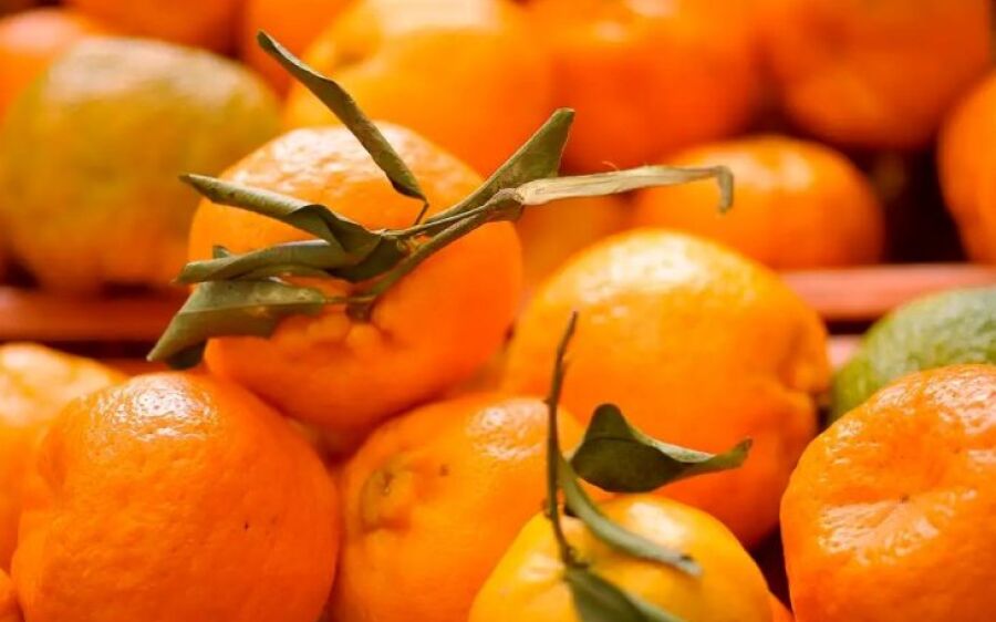 Doença greening: Iagro alerta sobre riscos na compra de mudas irregulares em MS