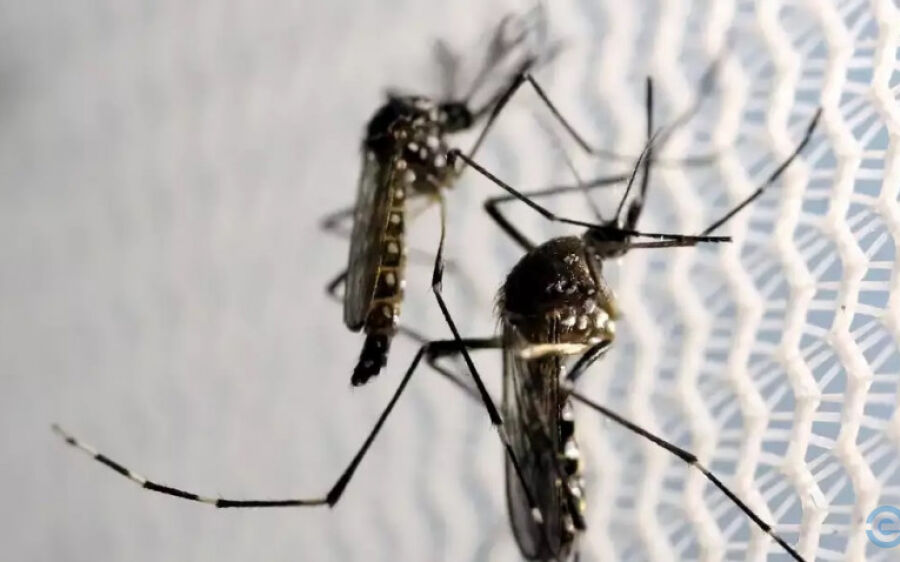 Casos de dengue seguem elevados em MS e Estado já confirma 18 mortes em 2025