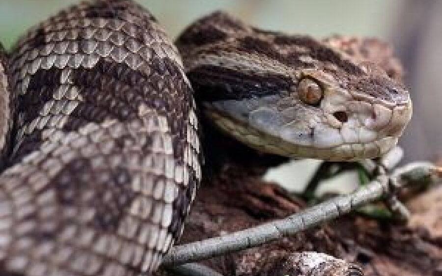 Na área rural de Rio Verde, homem é picado por cobra, entubado e transferido para a Capital