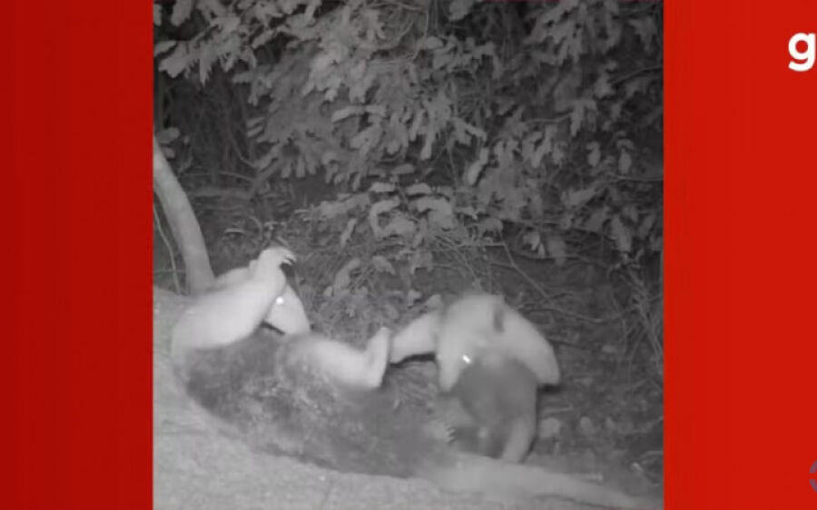 Momento fofura: mamãe tamanduá e filhote são flagrados brincando no Pantanal de MS