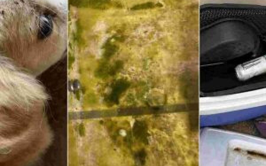 Vendedor é preso em MS por maus-tratos de cachorro que agonizava com carrapatos