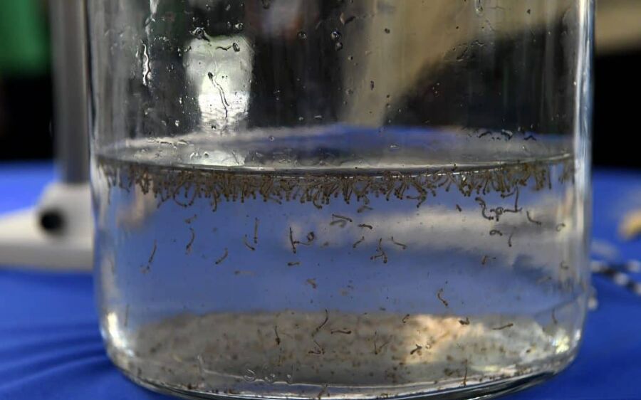 Guerra ao mosquito: com 80% de focos nas casas, governo mobiliza ações em todo MS