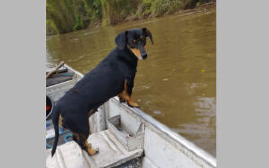 Família em Coxim procura a cachorrinha Geleia e oferece recompensa de R$ 300,00
