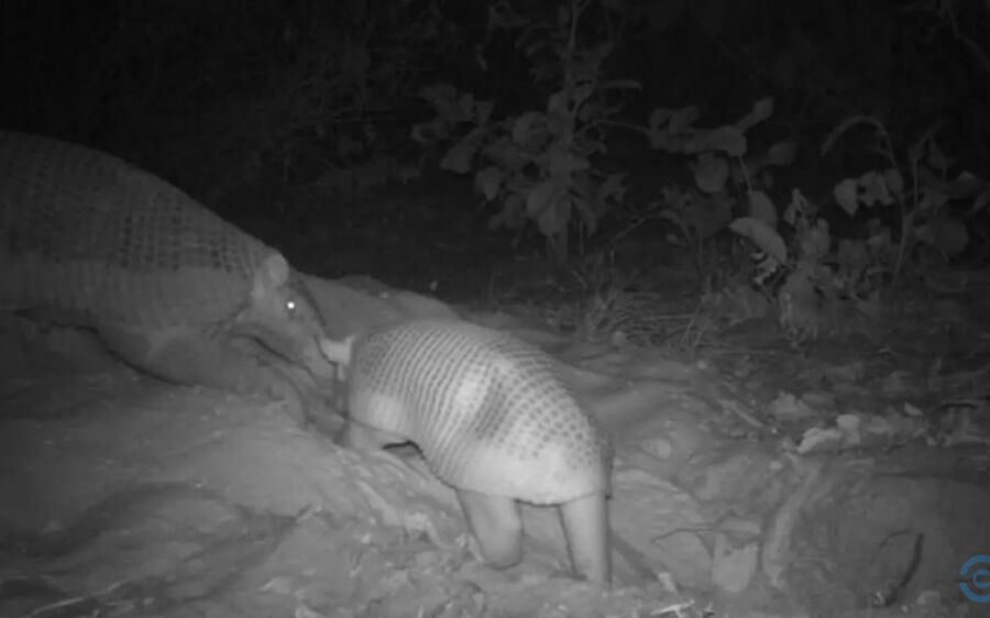 Maior tatu do mundo: Isabel dá à luz no Pantanal da Nhecolândia